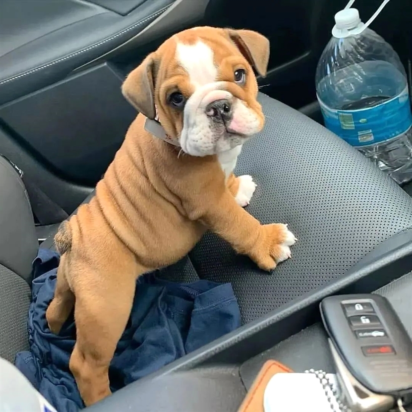 #bulldoglover #bulldog #bulldoglover #dogsoftwitter