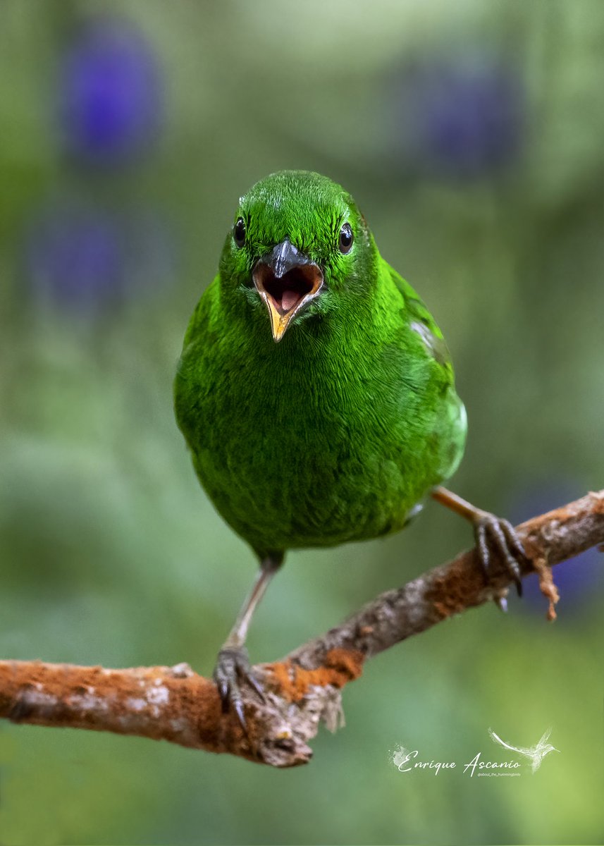 Tangara Esmeralda/Glistening-green Tanager/Chlorochrysa phoenicotis