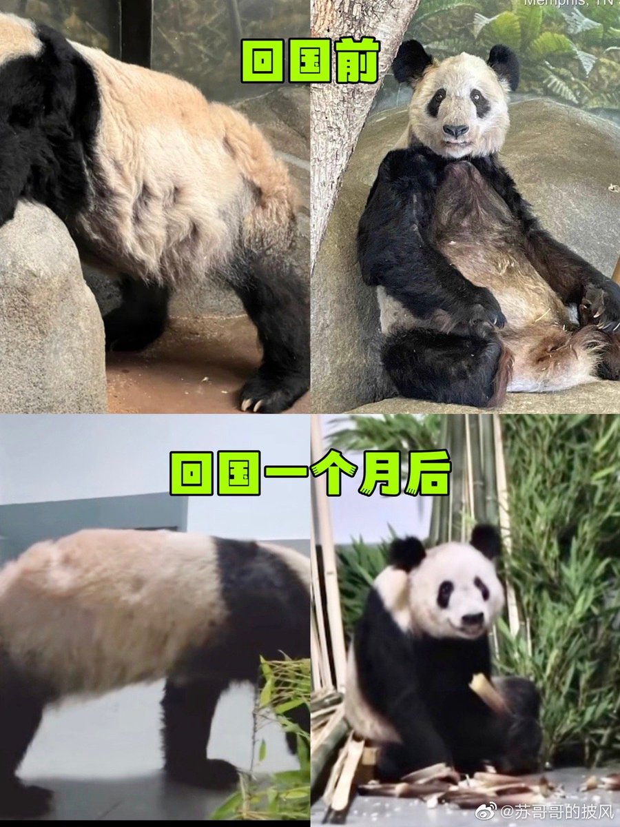 verinajiang's tweet photo. @MemphisZoo you should apologize to lele and yaya. https://t.co/3ZVJPOVV1j