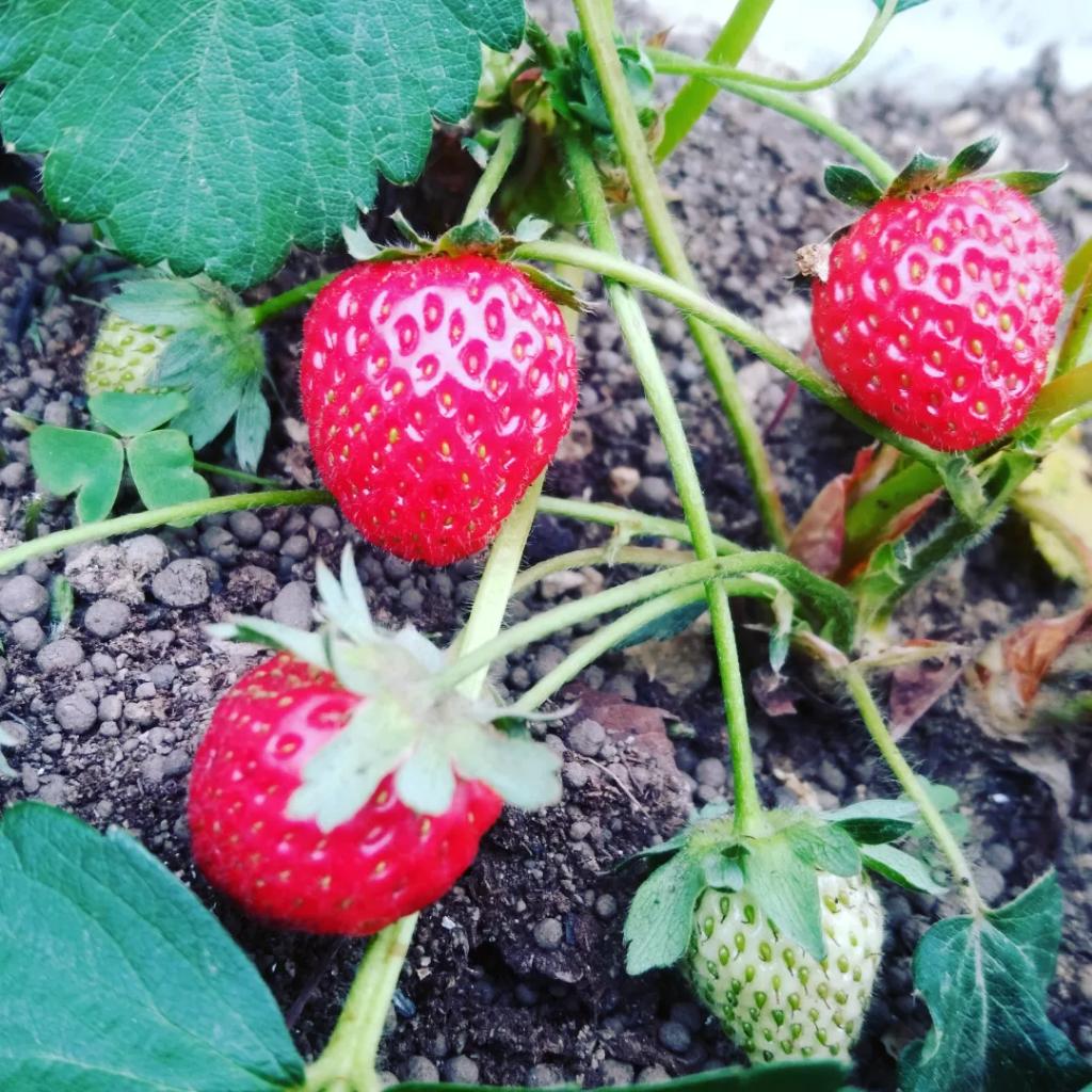 yururinosuke's tweet photo. 今年も小ぶりだけど沢山🍓実を付けてくれました。
草取りサボってゴメン
 
#イチゴ #苺 #いちご #ストロベリー #strawberry #果物 #フルーツ #fruit #栽培 #成長記録 #収穫 #料理  #田舎 #田舎生活 #田舎暮らし #自然 #畑 #園芸 #プランター #植物 #植物のある生活 #農家 #農業 #季節の植物 https://t.co/Z5LW4z1n2m