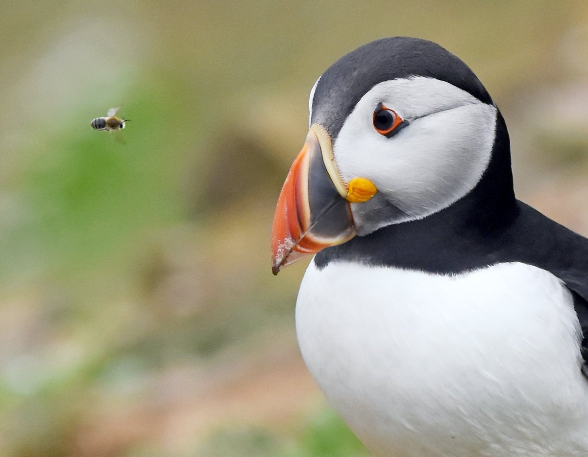 People are still not seeing my tweets on their timelines like they used to. 😔 If you follow me, and you see this tweet, please retweet. 🙏 To make it more worth sharing, here's one of my favourite pics I've ever taken; 'The Puffin and the bee' 😀🐦🐝