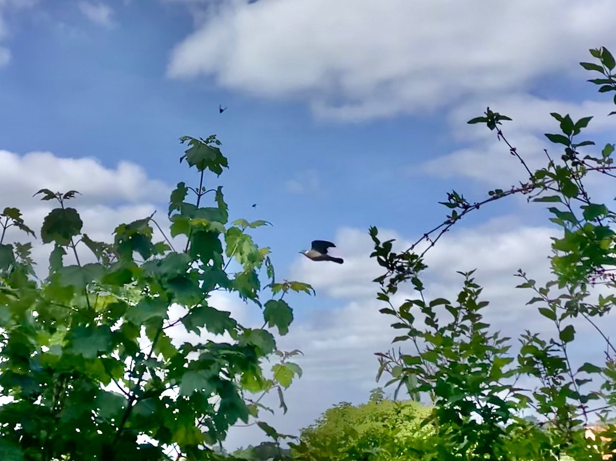 Some views from the downstairs balcony.  Time to fill up the bird baths!🐦🐧🐦‍⬛⛲️  Pic3: stand back, woodpigeon coming through! #bromley #BankHolidayWeekend @Natures_Voice @SallyWeather @ChrisPage90