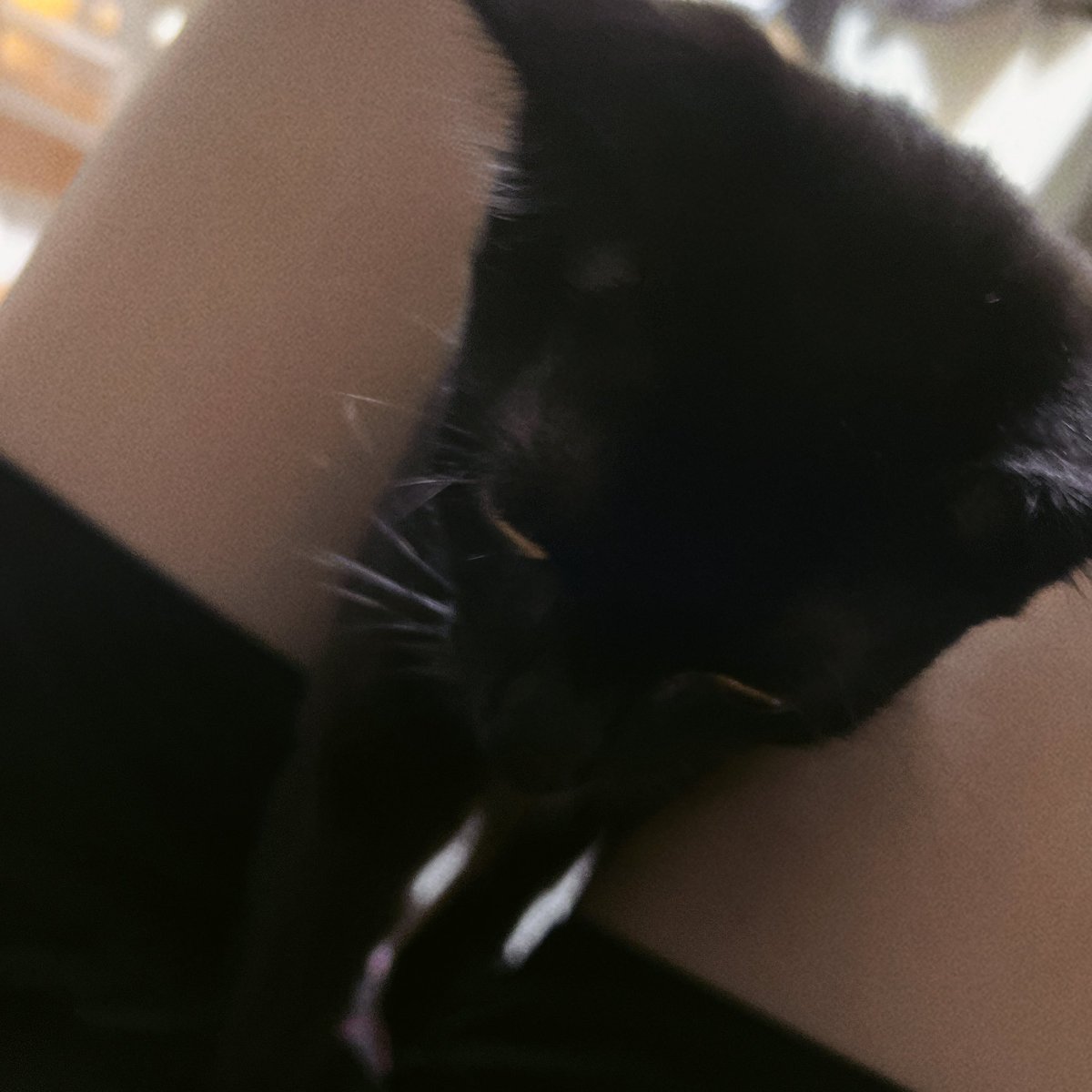 猫に愛されすぎて困っています（溶けてる顔文字）