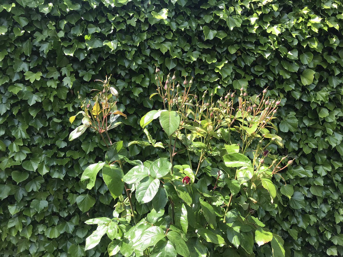 Glijn1's tweet image. Vandaag lekker een dagje tuin. #heksenketel #Bbq #Hangmat 🔥☀️ 🍷 🍺 Ze maken ons niet gek vandaag 😊😍 @68petra