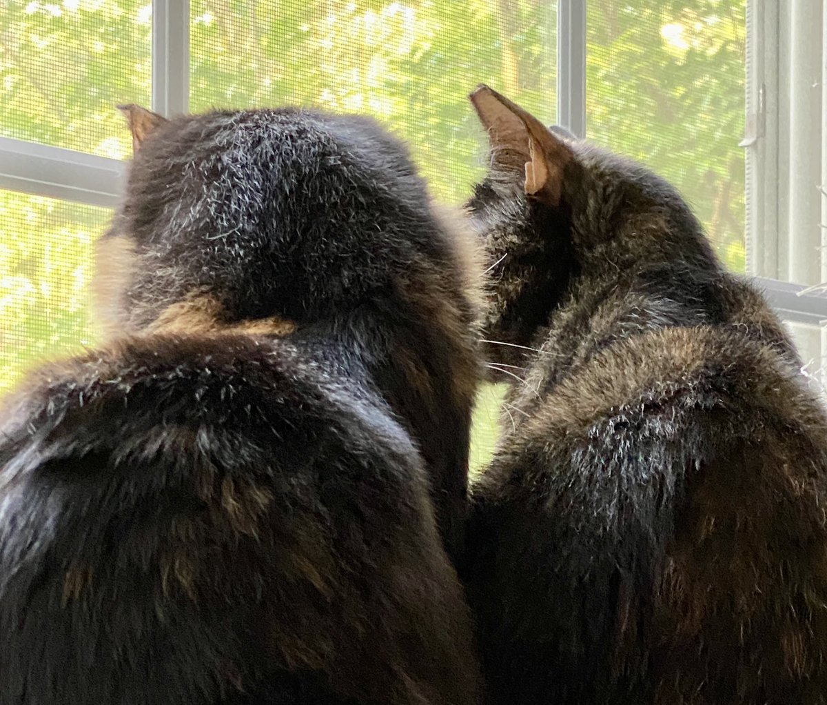 Not Callie and Pippa looking for their furever families! 🥺 This adorable, sweet, playful bonded pair wants to be part of your family. Interested and in the northern Virginia area?  You can apply here: loudouncommunitycats.org/adoptions #catsoftwitter