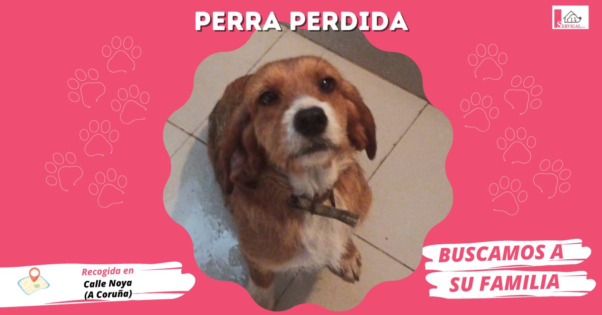 📣 PERRITA PERDIDA 📣

Recogimos a esta hembra mestiza en la C/ Noya, nº 31 en el Concello de A Coruña.

📌 Está a nuestro cuidado en las instalaciones Alto de Bens (A Coruña).

Comparte esta publicación y nuestro teléfono ☎️ 981 67 90 83 para encontrar su hogar.

#perroperdido