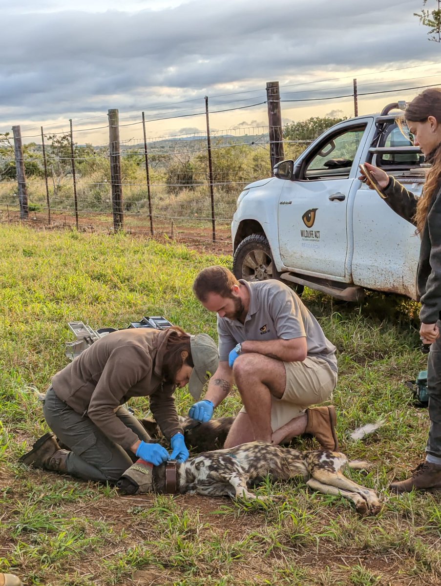[1] EXCITING NEWS:
A new pack of African Wild Dog has been released onto <a href="/ManyoniReserve/">ManyoniGameReserve</a>  in KwaZulu-Natal. The pack was released from Manyoni’s predator boma into the reserve on 19 May, after a two-year period without Wild Dogs on the 23 000 hectare protected area.