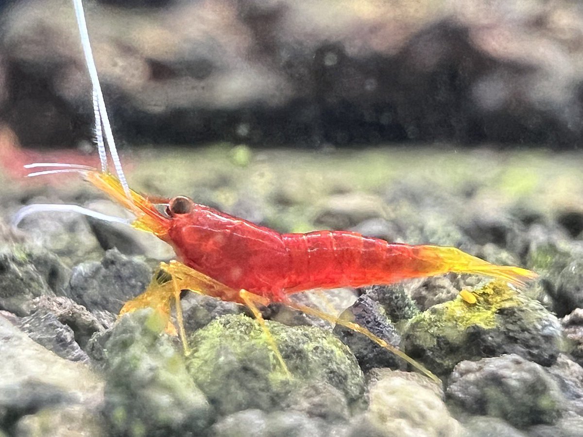 EBITENGU_JP's tweet photo. ”イエローノーズ”🦐
スラウェシシュリンプの中では海水のEBIかと思うほど派手な種です。

#イエローノーズ
#スラウェシシュリンプ
#EBITENGU https://t.co/5pWfkM7QLA
