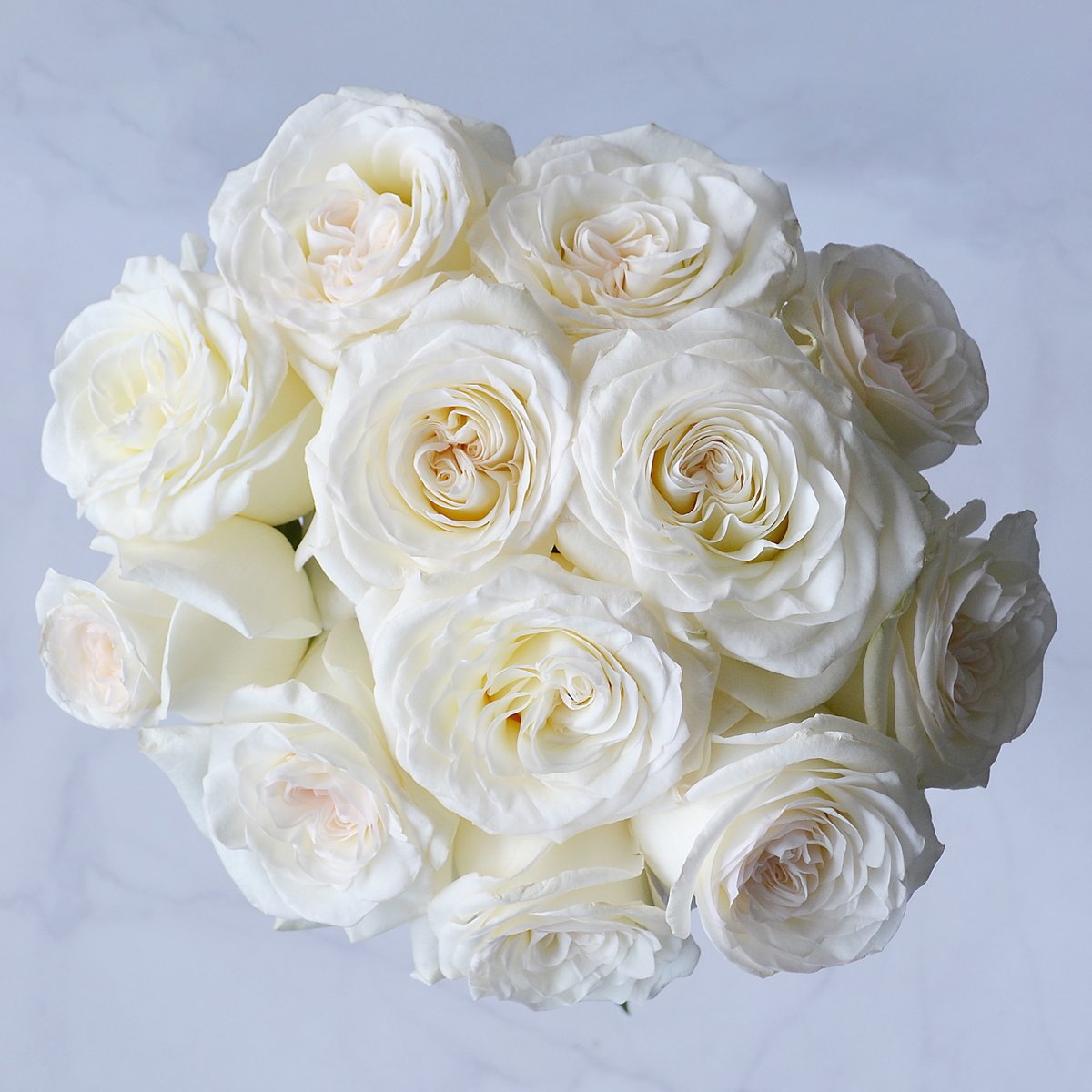 Introducing White Shimmer, a captivating masterpiece by #TessaCorp. Its ethereal ivory white hues are kissed by whispers of blush and cream,  casting a spell of timeless beauty.

Head size: 7-8 cm
Stem Length: 50-90 cm
Vase life: over 2 weeks