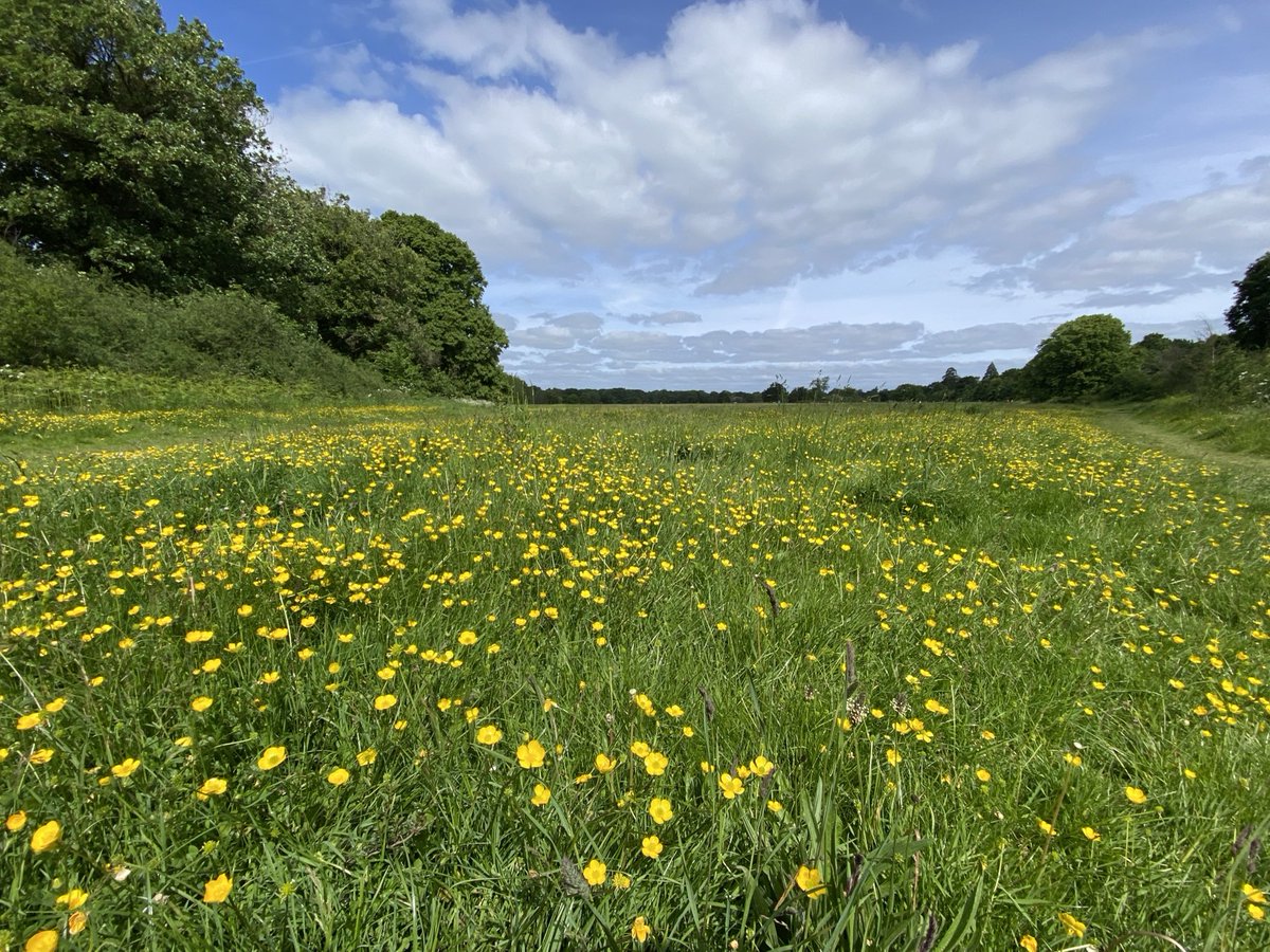 MarianneBevis's tweet photo. Buttercups doing their thing at #PinkneysGreen this morning. I guess it’s a decent alternative to my previous seasonal stays at #RolandGarros - and *far* less stressful. But I just had a pastry and coffee to toast those who *are* there. Memories! https://t.co/gjooL7Z9T7