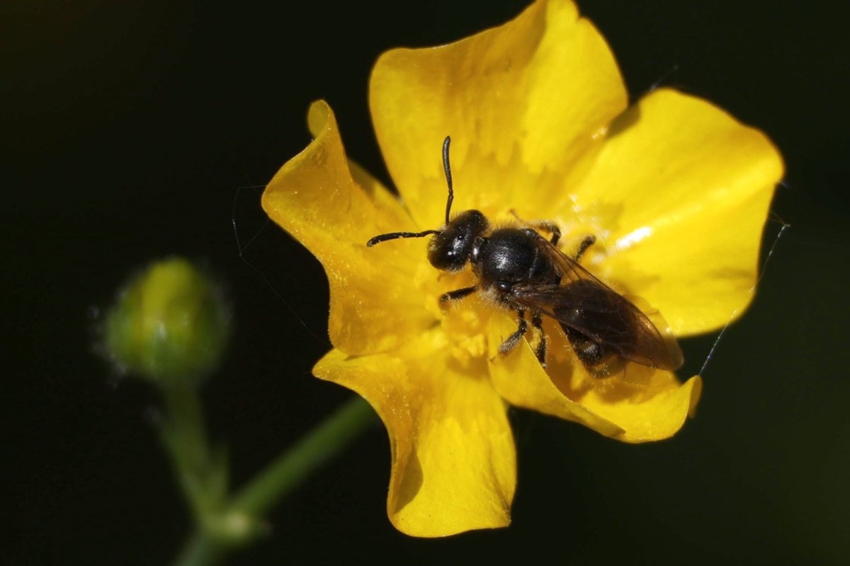 gazcrowder's tweet photo. @StevenFalk1 is it possible to identify this wasp sp - maybe lasioglossum sp. Taken near Oldham in Greater Manchester https://t.co/mBeRwTbiYo