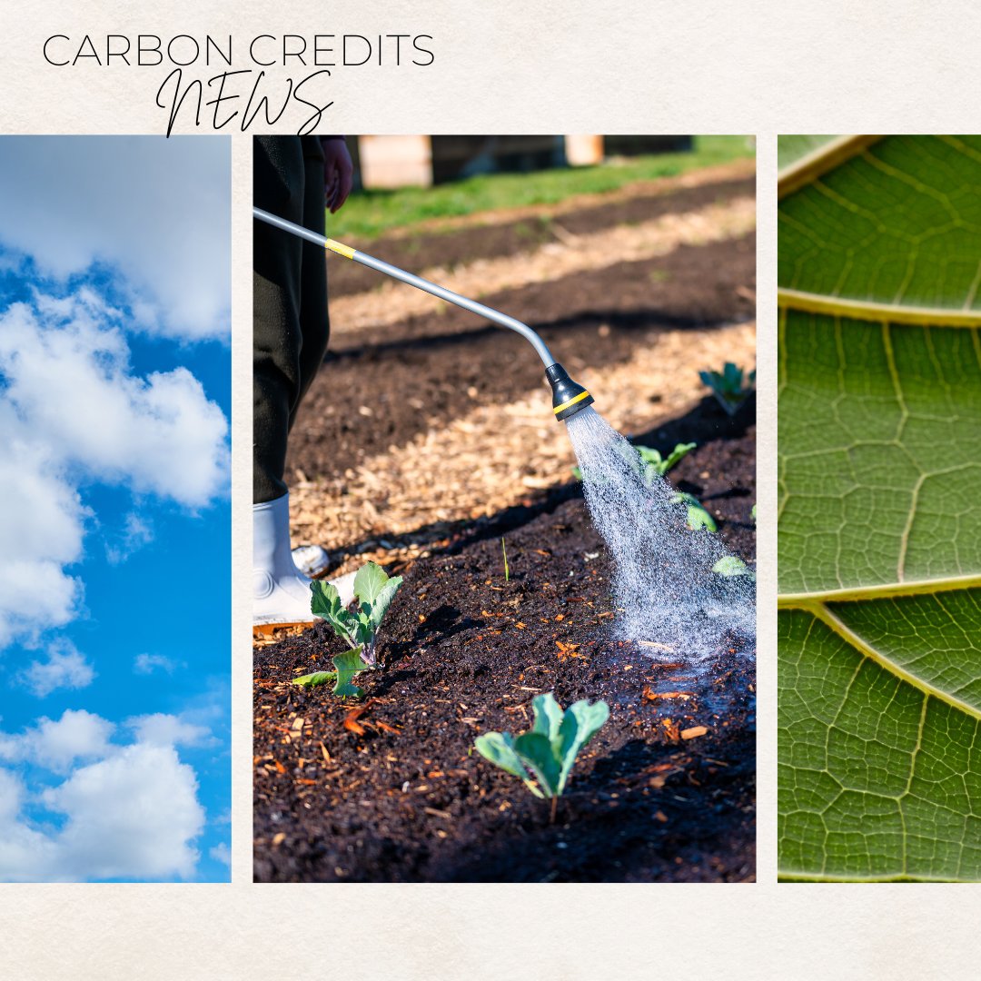 sensilize's tweet image. Carbon credits will play an increasingly important role in reducing greenhouse gas emissions and mitigating the impact of climate change.

Visit our LinkedIn page to read more: bit.ly/3WFMqDZ

#climatechange #carboncredits #sustainableagriculture