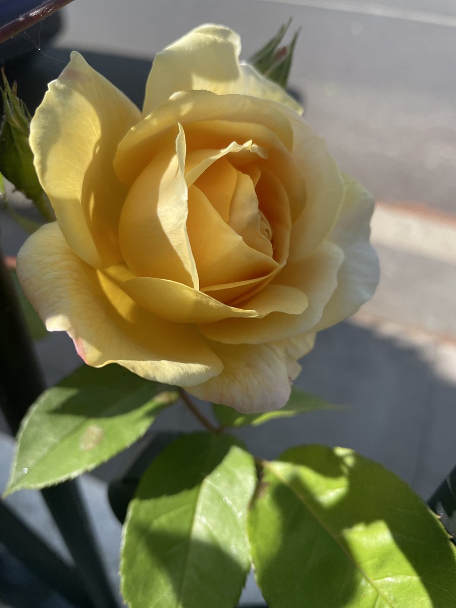 NancyEllis.co.uk tweet media