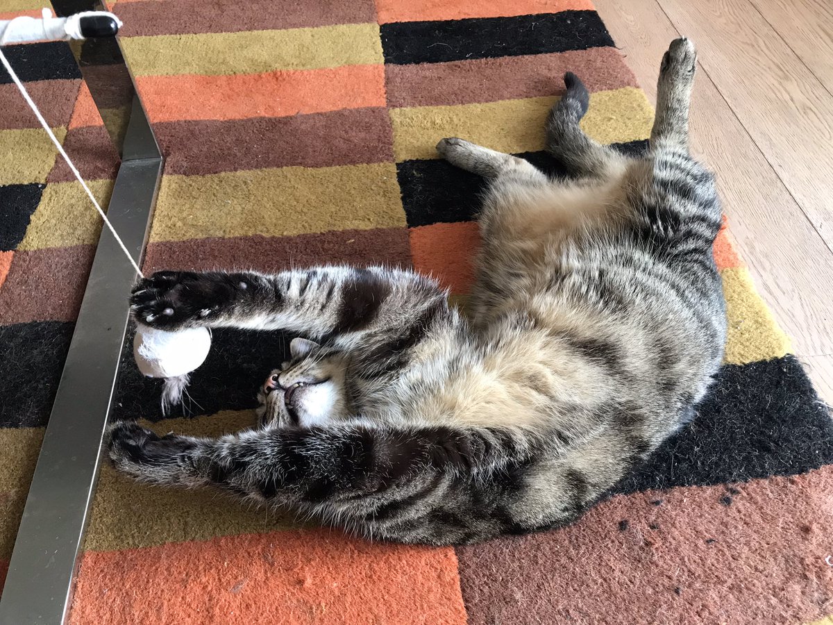 jason_tabby's tweet image. Me today