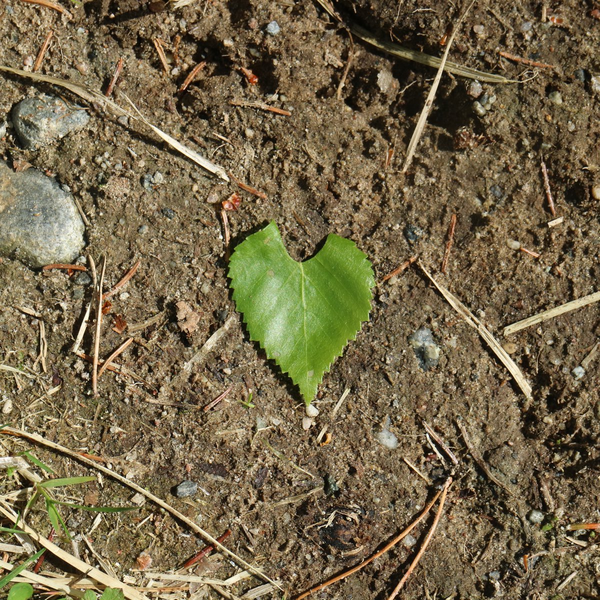 Green is definitely the color of this spring 💚#Käärijä #ChaChaCha #TexasHockey #DallasStars #MondayLove #iseehearts #iseeheartseverywhere #signsfromtheuniverse #universe #heartshaped #heart #sydän #leaf #sunnyday #finland #may #toukokuu #maanantai #Monday #MondayFunday