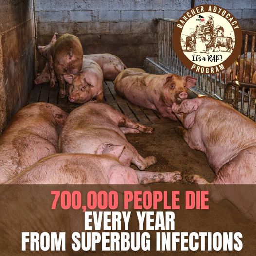 In 2022, a UK report was released that showed the connection between antibiotic-resistant bacteria, superbugs, and animal meat farming & dairy farms.

Soon, even basic illnesses and infections may not be treatable with medication.

#Vegan #FoodSecurity #bacon #milk