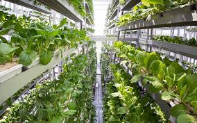 Utilize less water& space by embracing innovative technology of vertical farming. It is an eco-friendly farming technique. Embrace climate-smart agriculture for today and future generation.
#FarmingisLife