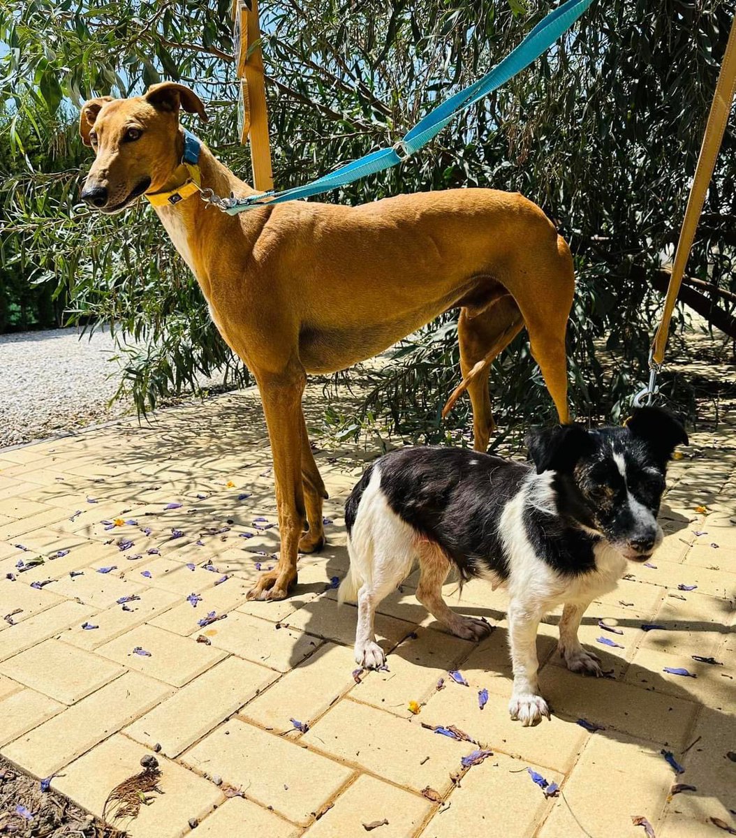 GalgosdelSol's tweet photo. Popeye &amp; Olive❤️Half way through leish treatment. Going to be hard to get them a home together. Both quite scared but coming around slowly. We all want to see them homed together but it’s going to take team work! Plz share🙏🏻❤️both around 4yrs old. https://t.co/9unOcNjYF9