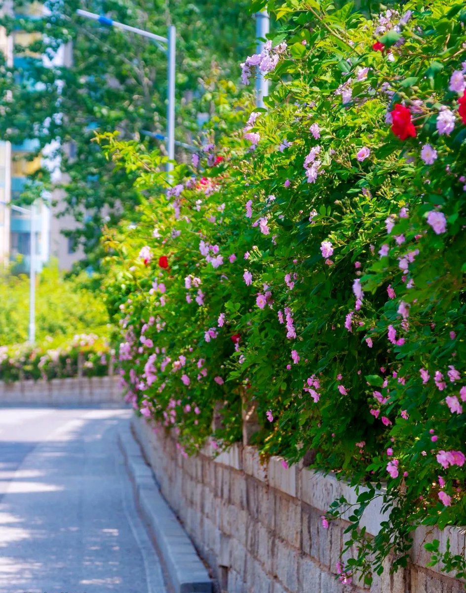 It’s the rose season~ Walk along the roads in the coastal city of #Yantai where roses are in full bloom. 🌹🌹
(Courtesy of Yantai Municipal Bureau of Culture and Tourism)