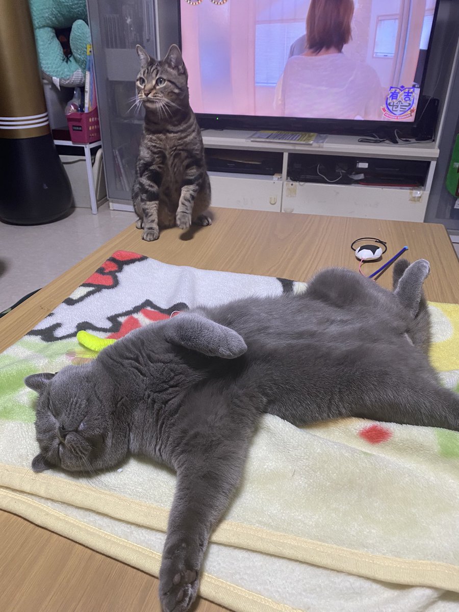 幸せそうなヤツだなぁ

#猫好き
#猫のいる暮らし
#ブリティッシュショートヘア