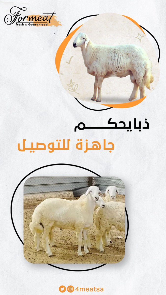 4MEATSA's tweet photo. اللحم من عندنا غير ... طازجة وبسعر مميز 

https://t.co/3rQONOyptZ

#جدة #لحوم #طازجة #تيوس #أكل #ميزانية_المواطن https://t.co/pJjBXmG3JW