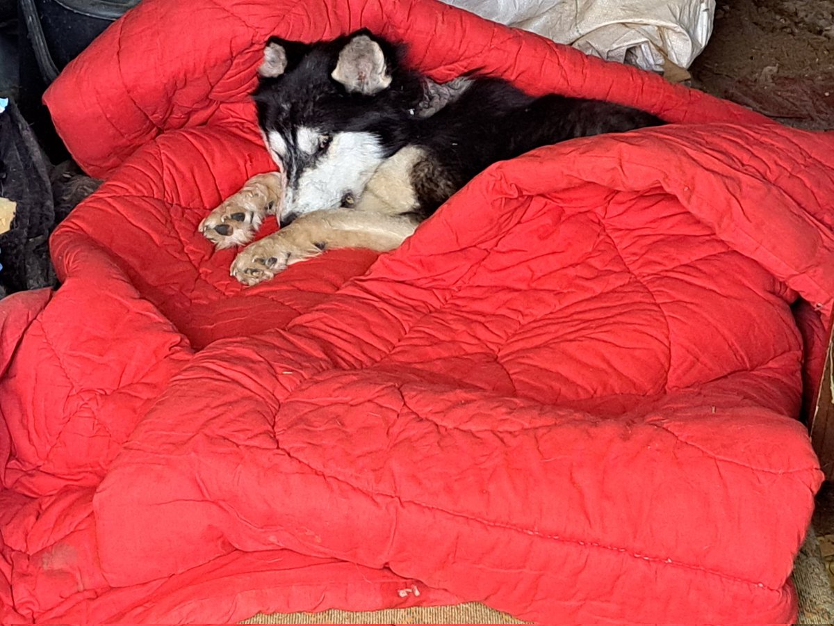 Злобночих Н.-П. (Nationalverräter) on Twitter: "RT @mgk_05: Тайми пока ...