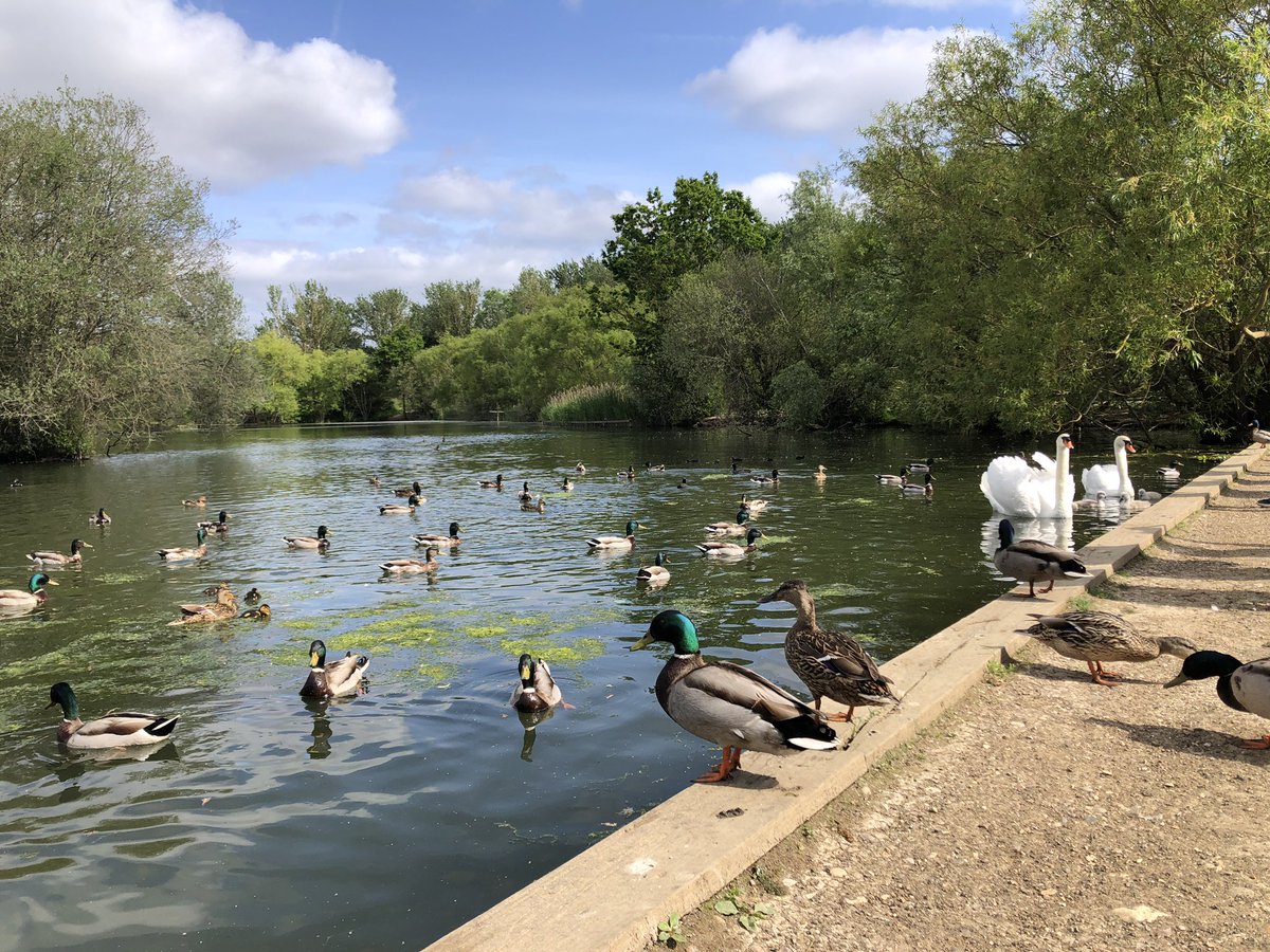 mdrakes1's tweet photo. Busy morning at the Albyns Farm Lake today on my 8km 🏃‍♂️ for #REDMay with 245/170km for this month. @TeachersRunClub @UKRunChat @WeAreERC #running #Wellbeing #BankHolidayMonday https://t.co/75MPIhCOvs