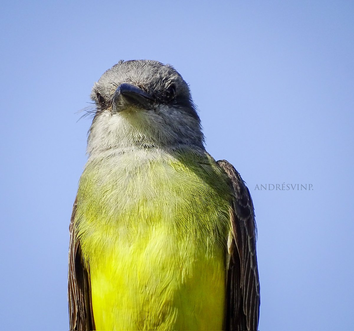 Amanece y... #spamdepajaritosenbuscade pelea. 
😅😄

Sirirí.
Tyrannus melancholicus.

#AvesDeColombia
#birdwatching #Naturaleza