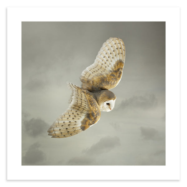 #OwlishMonday 

Barn Owl by Mark Harvey Photography