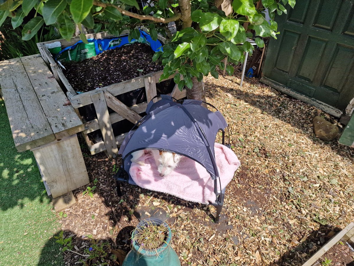 OurAllotment's tweet photo. Tilly new residence down #OurAllotment https://t.co/NXaHMau2g3