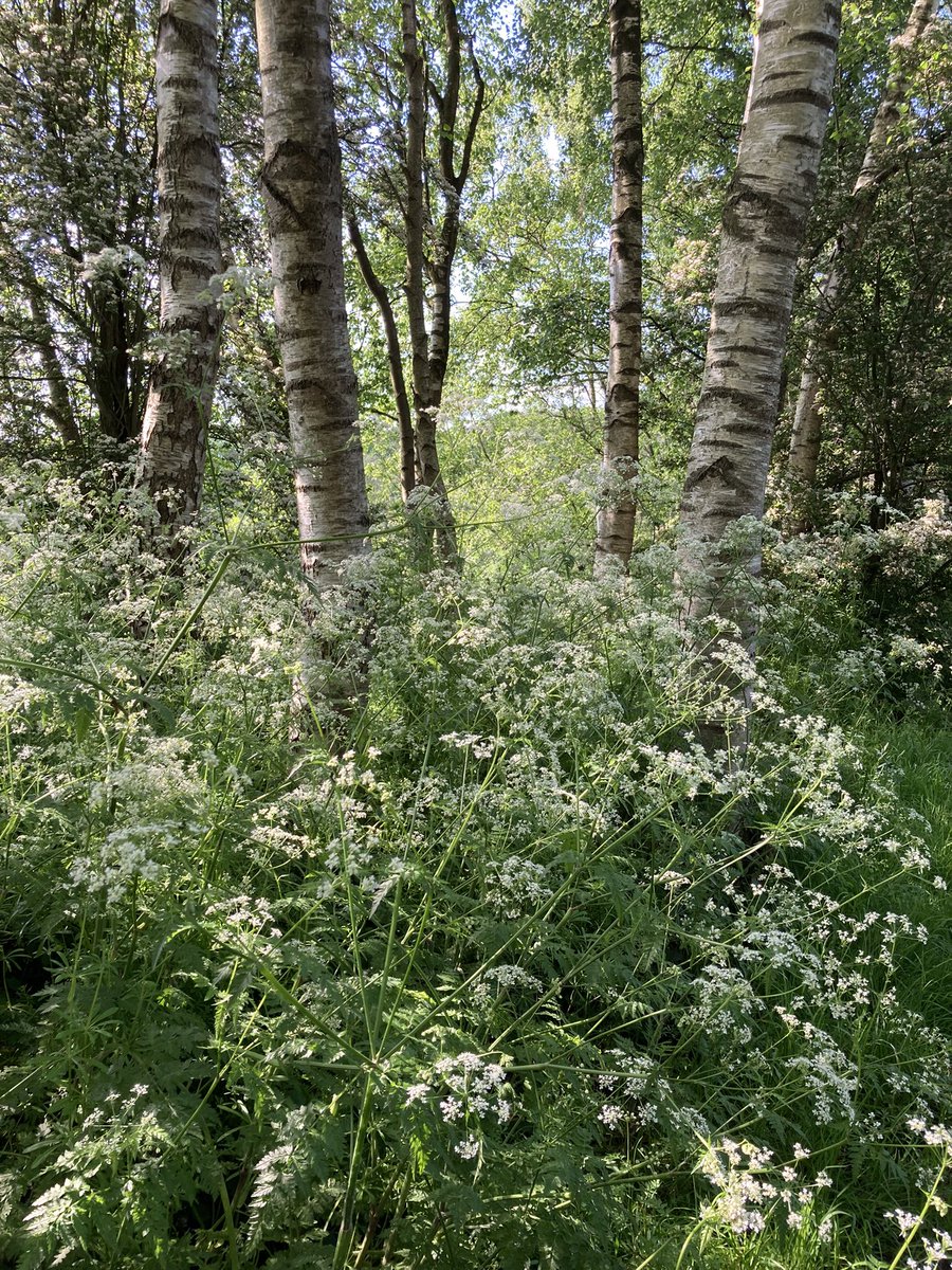 Dappled shade in the woods..🤍