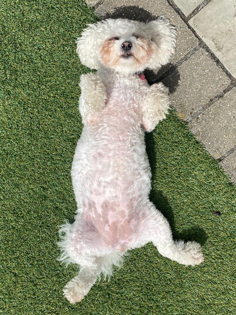 hammonster's tweet image. Oh Daisy! It’s definitely a Bank Holiday kind of day! I need tummy tickles! @jenny_bichon @Paw_Palace @OtisBichon @OllyMister191 @WalshKim @Monty_Bichon @dog_winky @ElsaandEva #BankHolidayMonday #bichonfrise #bichon