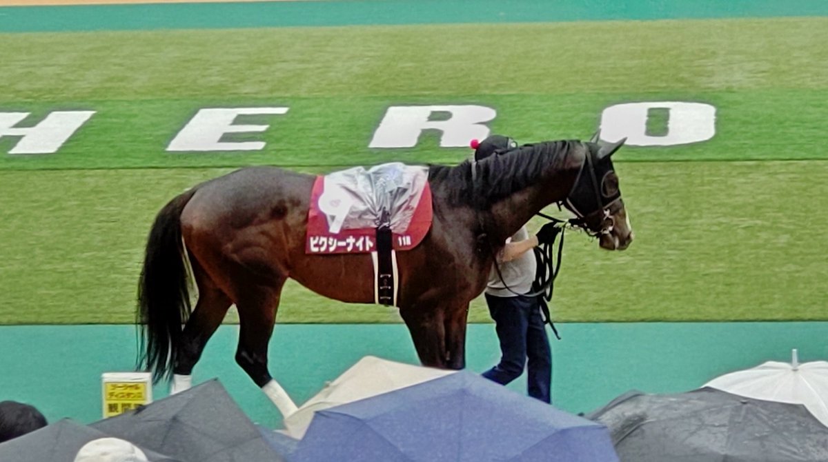 NichijokeUMA's tweet photo. #ウマ娘 から競馬沼に沈み遂に競馬&amp;ウマ娘垢を作りました😂馬券は勿論キングヘイロー党！（？）キングヘイロー血統をひたすら追いかけつつ中央重賞中心に予想を楽しみ馬券勝負！なスタイル😌目指すぞ黒字化！😭ご趣味が合う方はお付き合い頂けると嬉しいです🥰（本垢：アニメ垢→@NichijokeUtopia） https://t.co/XRwZIyT0jB