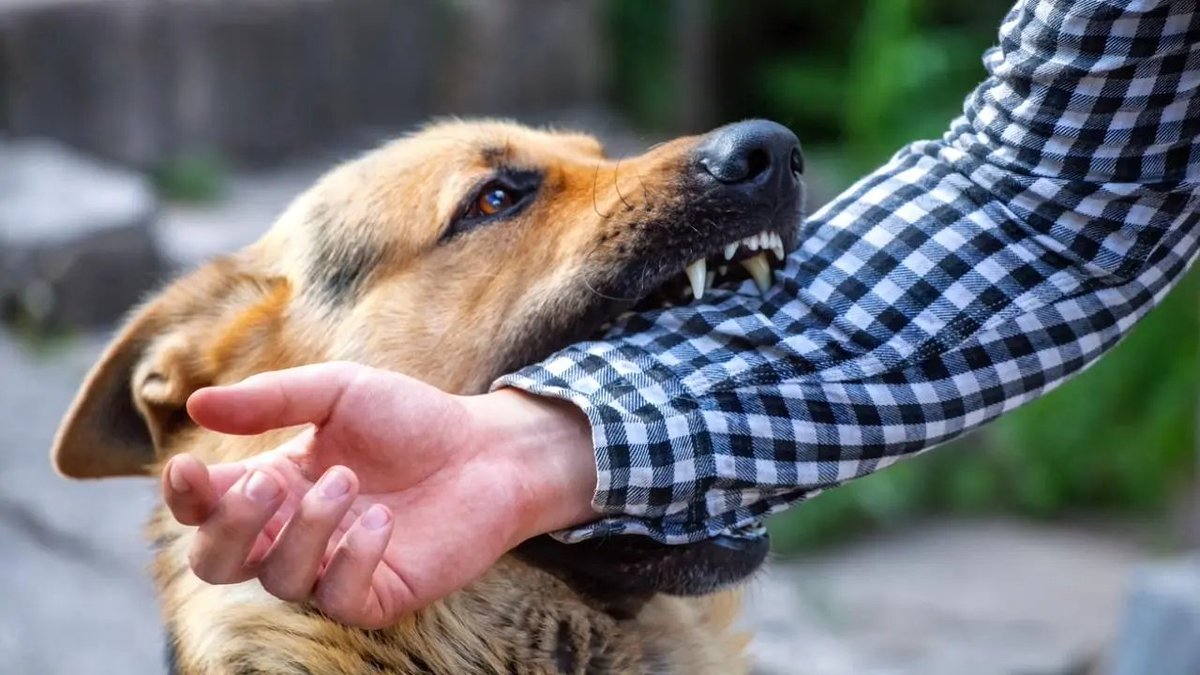 mid_day's tweet photo. #MiddayNews |

#InPhotos : BMC data show that 10 people are bitten by dogs every hour in Mumbai

#BMC #Mumbai #MumbaiNews #News #India #Maharashtra

https://t.co/PnrauYS9fi https://t.co/Pf3gWUumXR