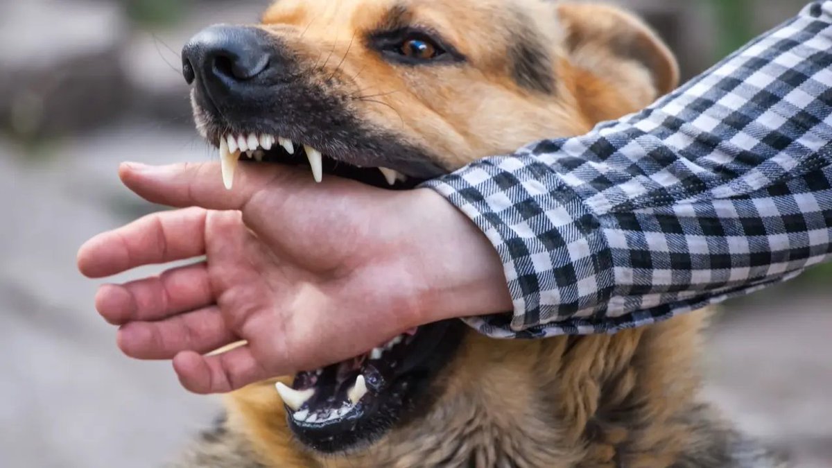 mid_day's tweet photo. #MiddayNews |

#InPhotos : BMC data show that 10 people are bitten by dogs every hour in Mumbai

#BMC #Mumbai #MumbaiNews #News #India #Maharashtra

https://t.co/PnrauYS9fi https://t.co/Pf3gWUumXR