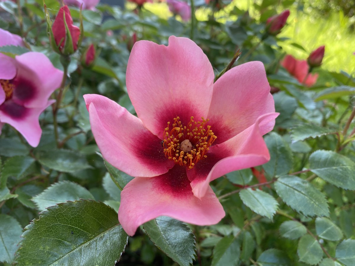 RogerCrookes's tweet photo. Some floral highlights from the school garden part 1 ...
@Ysgoltycoch https://t.co/Y9nh5bMnrH