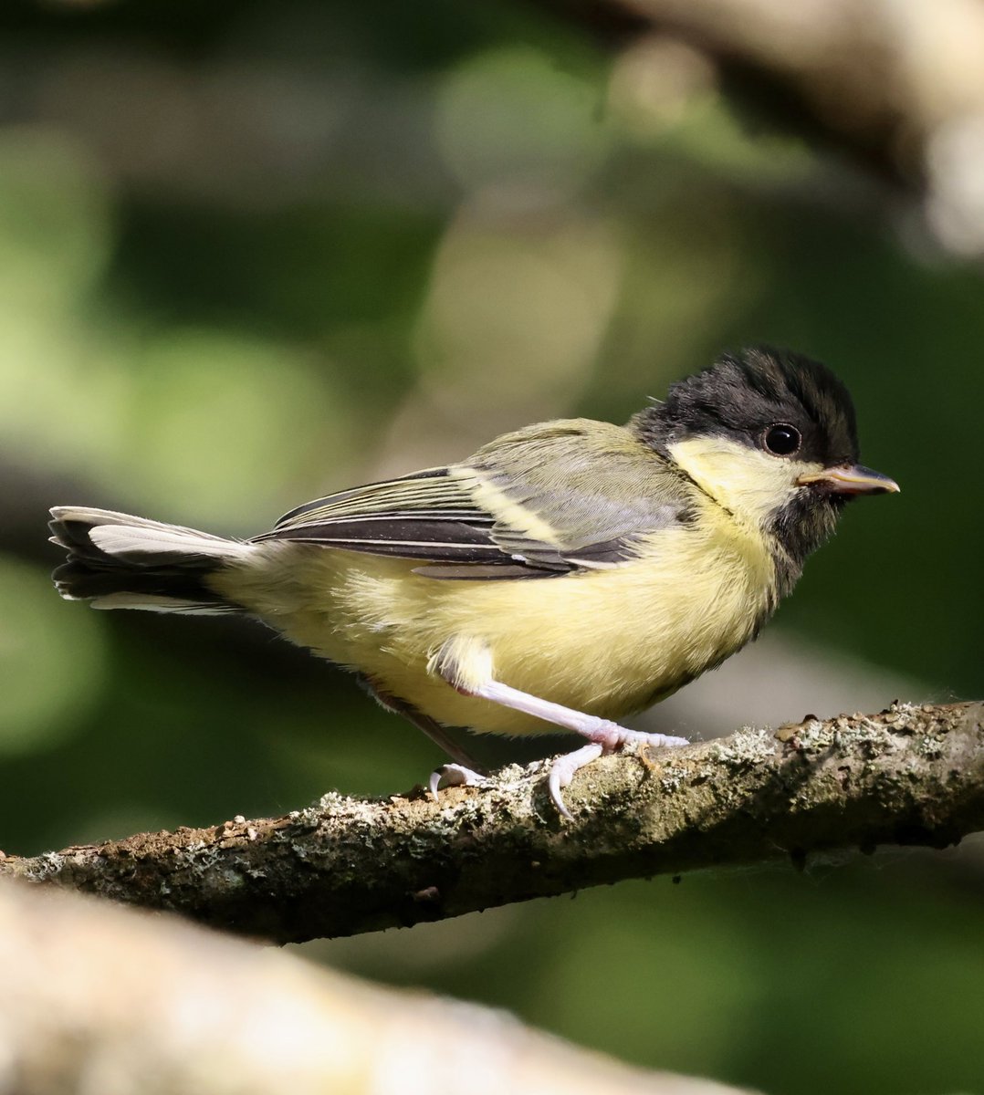 Fledgling great tit #greattit #birds #bbccountryfilemagpotd #BBCWildlifePOTD #bbcspringwatch #birding #BirdsOfTwitter #birdwatcher #birdwatching #birdoftheday