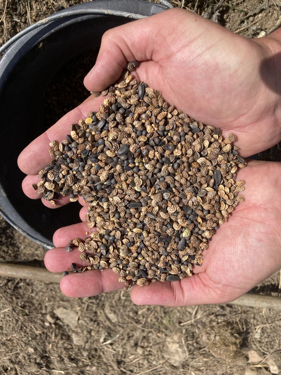 abeillesaramon's tweet photo. Notre projet ne s’arrête pas uniquement aux ruches !
Hier matin nous avons semé près de 5000 mètres carrés !
La future prairie fleuries mellifères se situe en dessous du rucher près du lac et de la route !
Un bonheur pour nos yeux d’ici,
Un vrai festin pour nos abeilles 😍😍😍 https://t.co/x0hI3vutf5