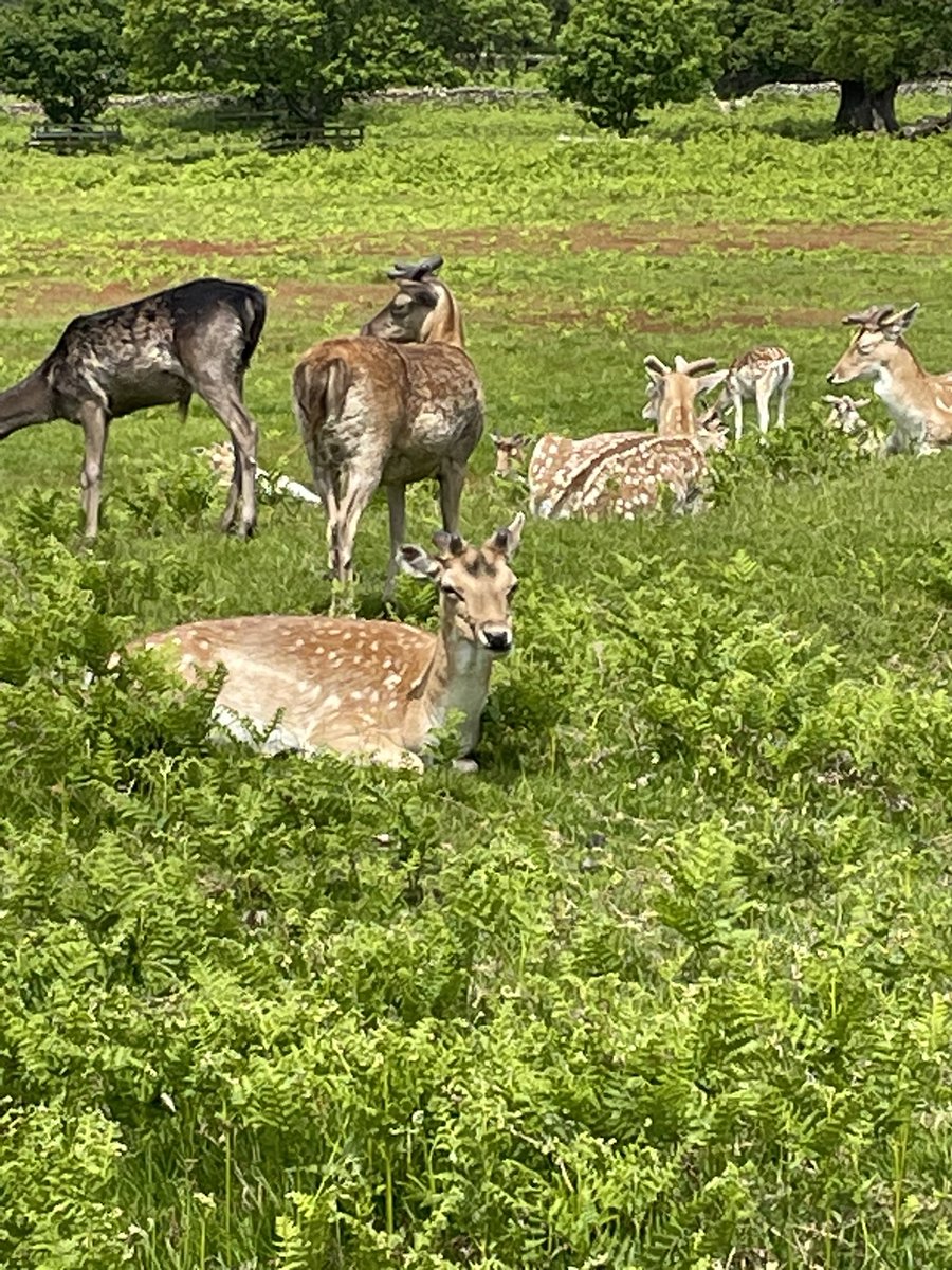Nice to be back <a href="/BradgatePark/">The Bradgate Park Trust</a> <a href="/poppiesmads/">Madeline Amy Bailey</a>