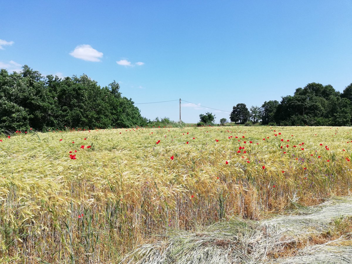 belnormabel's tweet photo. Fields of barley https://t.co/vuRlJKgcZN
