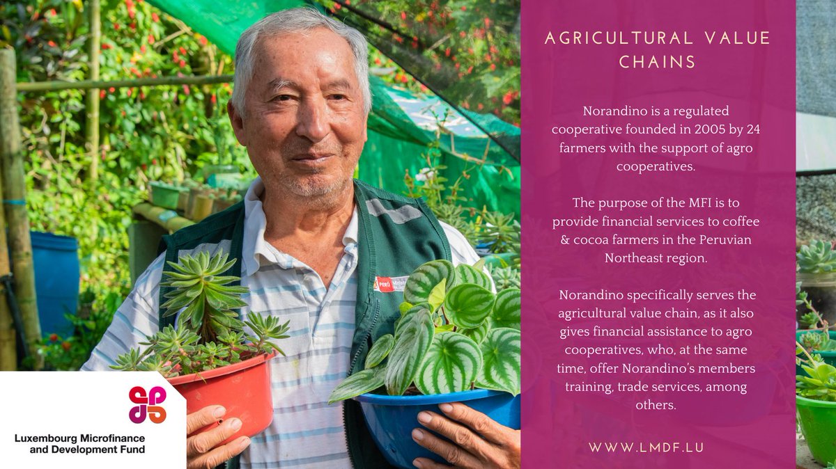 Norandino in Peru finances over 25,000 micro-entrepreneurs through its 16 branches and their customers live mostly in rural areas. All agencies are in the north of the country, in the provinces of Piura, Cajamarca and San Martin. About Norandino: lmdf.lu/en/imf/norandi…