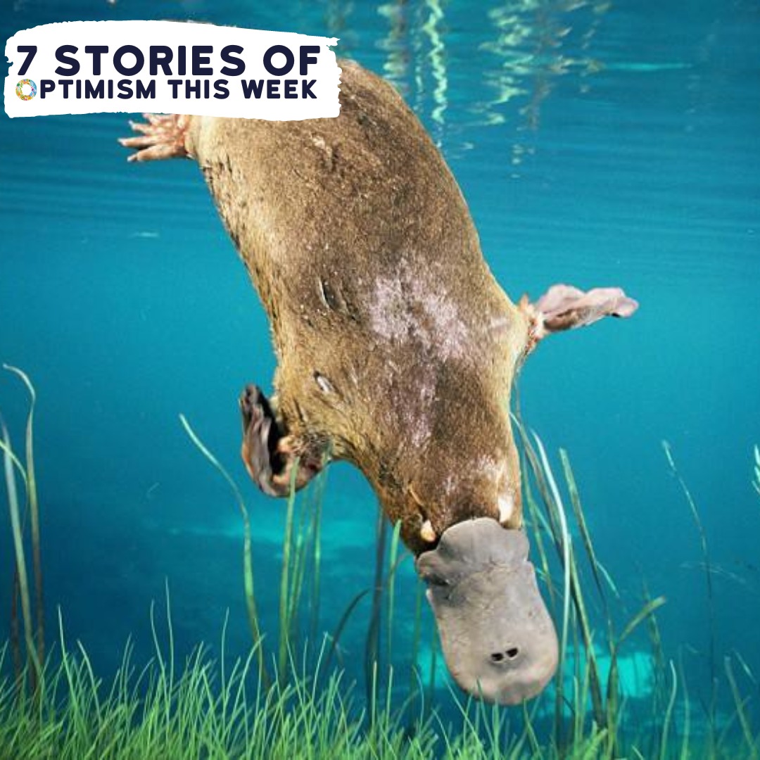 Wondering what went right this week in the conservation world?

Read about the return of the Platypus to the Australian Wild as well as efforts to put on the radar, Africa's rarest wildcat.

For these stories and more, visit:
shorturl.at/qHNRS

#ConservationOptimism