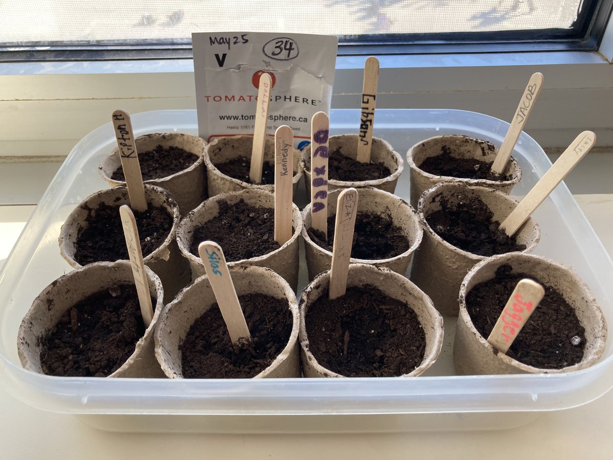 RegierReport's tweet photo. Patiently waiting for our Tomatosphere seeds to sprout! @Tomatosphere @SeaforthPublic https://t.co/l9HaHx2lA1