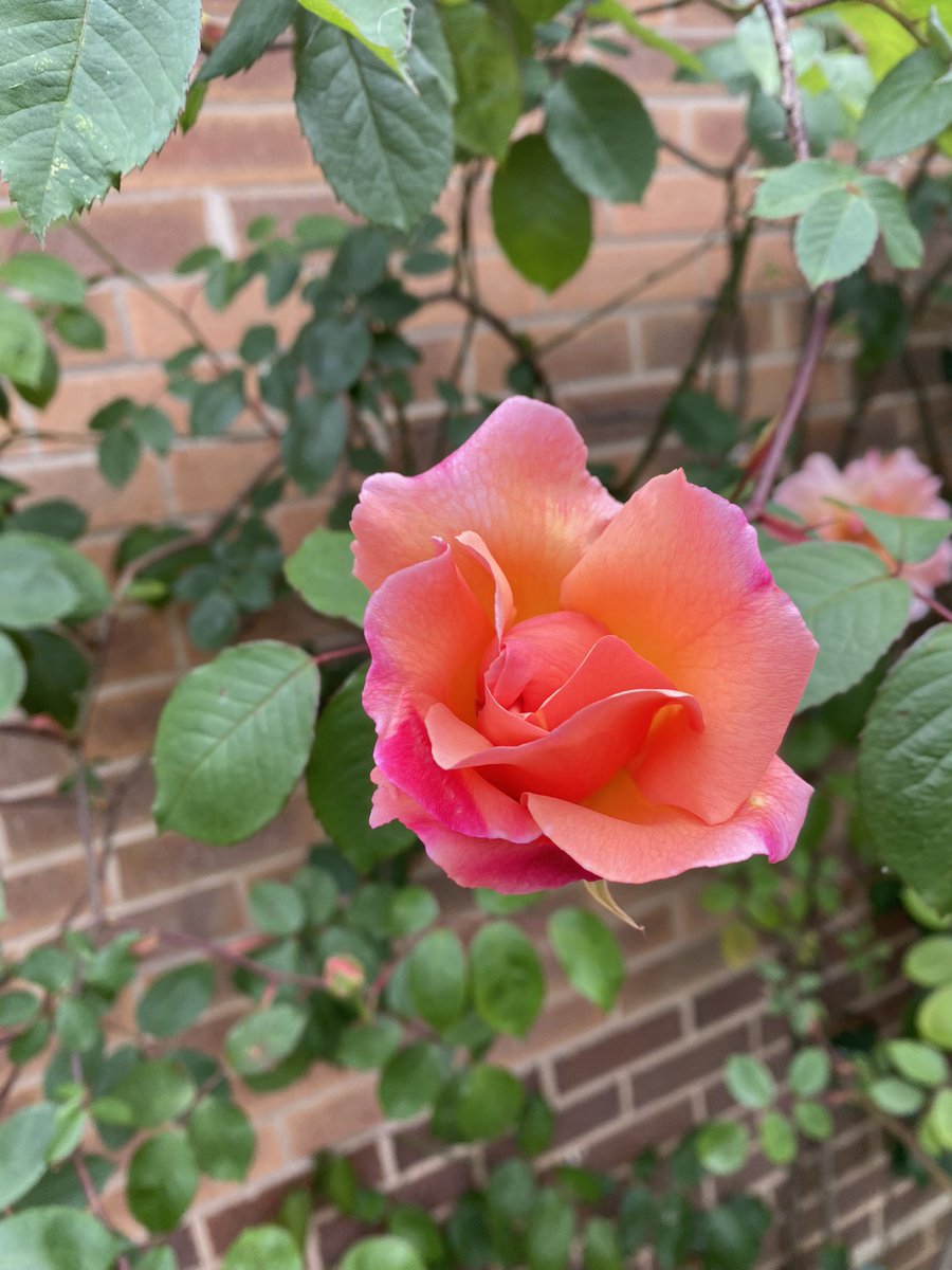 The roses are coming out! ❤️