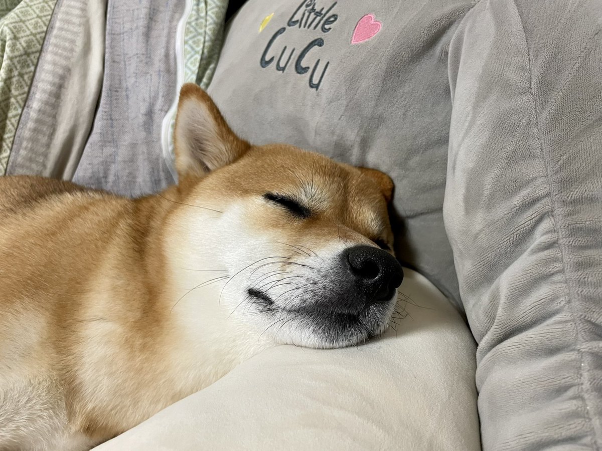 OideMari32234's tweet photo. シングルベッドを乗っ取られた私は今晩どこで…

＃柴犬
＃shibainu 
＃かわいいから許す　
＃いいかんじの枕見つけたのね https://t.co/qycHe3hGYh