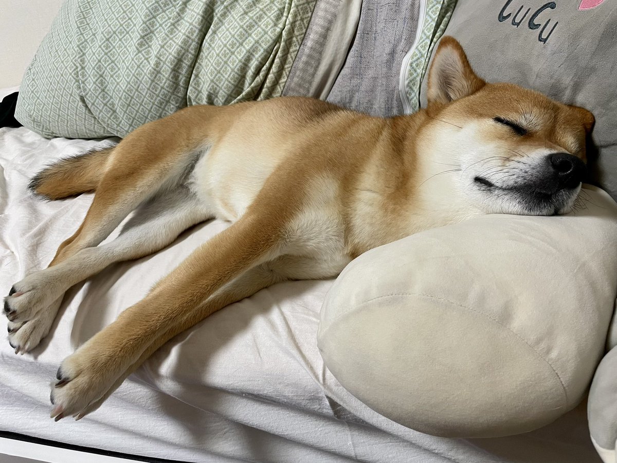 OideMari32234's tweet photo. シングルベッドを乗っ取られた私は今晩どこで…

＃柴犬
＃shibainu 
＃かわいいから許す　
＃いいかんじの枕見つけたのね https://t.co/qycHe3hGYh