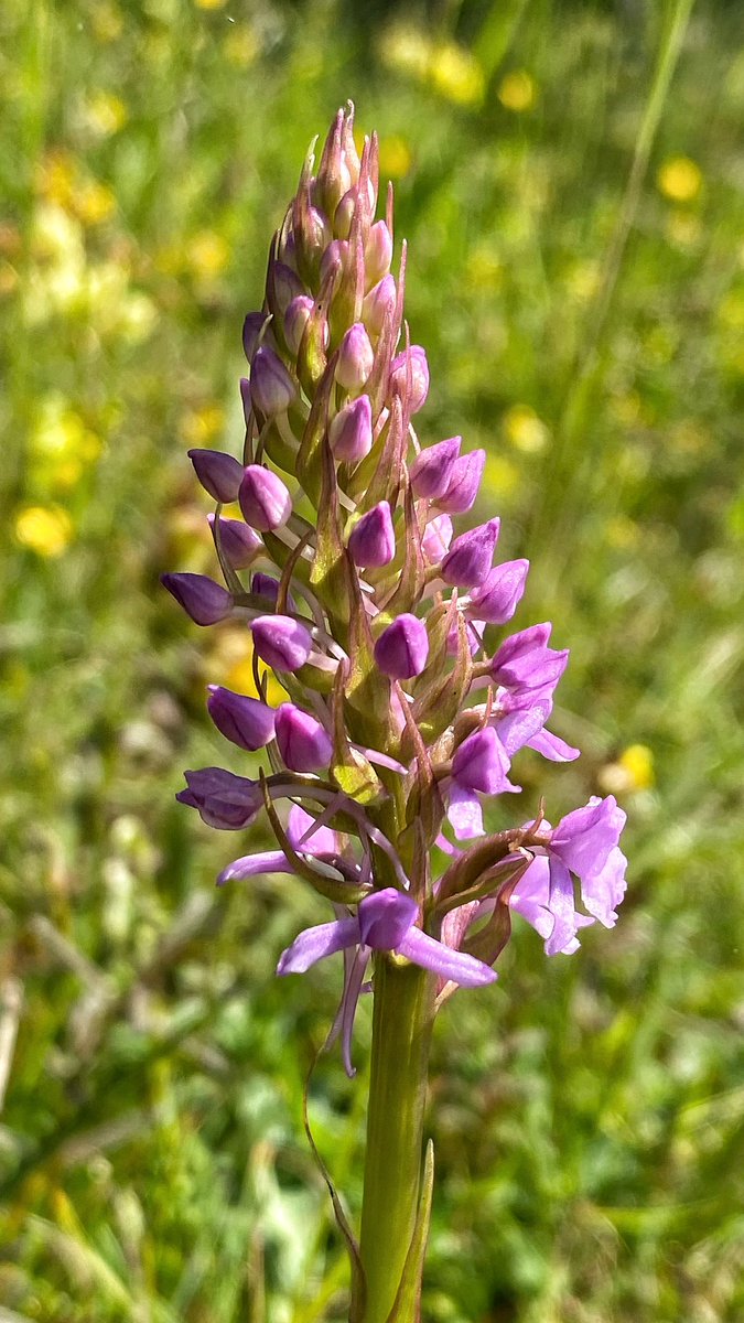 100s of chalk fragrant orchids coming into flower at Rodborough Common this pm - didn’t notice them at all a week ago! Small blue seem to be everywhere plus 2 tatty dukes across the slopes @ukorchids @BSBIbotany @NTSouthWest @nationaltrust @savebutterflies #wildflowerhour
