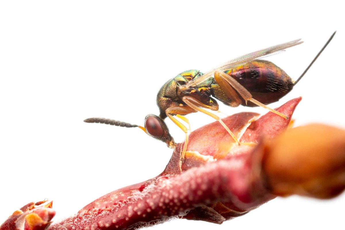 If you aren't rearing out gall wasps and their parasitoids, what are you doing with your life?