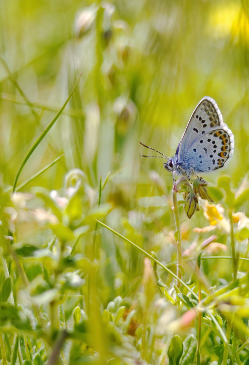 It’s been a good week locally for insects! 

Silver-studded Blues and Large Skippers have emerged on both Ormes. A nice trip to Eyarth Rocks yesterday gave me my first Pearl-borded Fritillaries. 

Birding has been quiet,
Wood Warbler takes me to 152 for #LocalBigYear though.