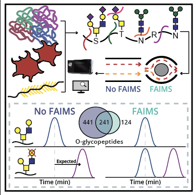 Stacy Malaker (@stacymalaker) on Twitter photo 🚨Newest #glycotime #TeamMassSpec preprint from the Malaker lab! 🚨Here, <a href="/VRAdoesMS/">Valentina Rangel-Angarita</a> spearheaded a project where we evaluated the use of FAIMS for O-glycoproteomic analysis. What we found was quite interesting... 🧵👇doi.org/10.1101/2023.0… 🚨Newest #glycotime #TeamMassSpec preprint from the Malaker lab! 🚨Here, <a href="/VRAdoesMS/">Valentina Rangel-Angarita</a> spearheaded a project where we evaluated the use of FAIMS for O-glycoproteomic analysis. What we found was quite interesting... 🧵👇doi.org/10.1101/2023.0…